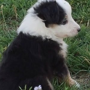 Meet your Posher, Ciera